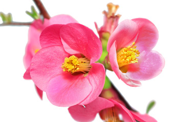 Naklejka na ściany i meble Kwiaty Chaenomeles japonica (Japanese Pigwa) kwitnienie.