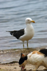 Seagull waiting for an opportunity