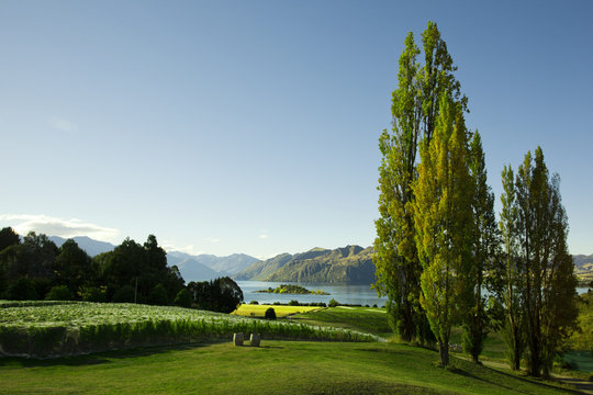 New Zealand Vineyard