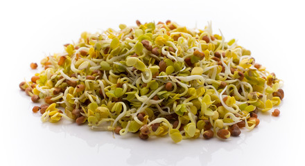 Fresh radish sprouts.