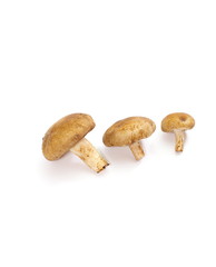 fresh mushroom champignon isolated on white background