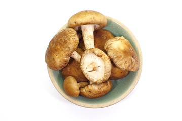 fresh mushroom champignon isolated on white background