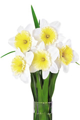 .Beautiful spring flower narcissus (Daffodil). .