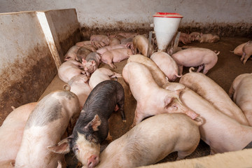 Pig farm