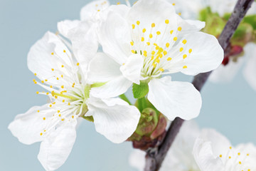 Branch of sprig with blossoms. Isolated on white background.