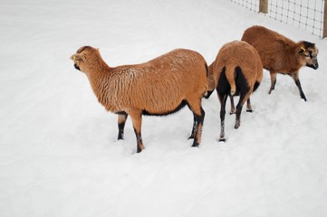 Three brown sheeps on snow