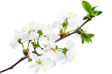 Fototapeta premium Branch of sprig with blossoms. Isolated on white background.