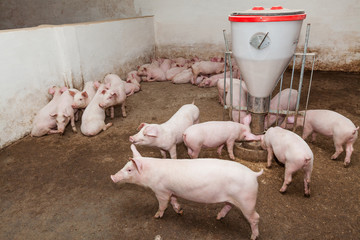Pig farm