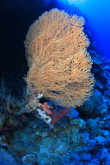 ELPHINSTONE REEF