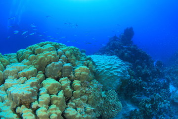 Marine Life in the Red Sea
