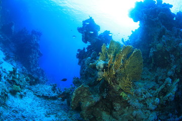 Plakat Marine Life in the Red Sea