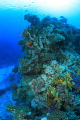 Marine Life in the Red Sea