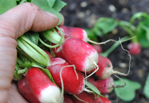 r&eacute;colte de radis du potager
