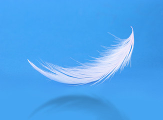 Flying white feather on blue background