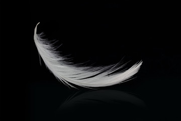 Flying white feather on black background