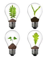 alternative energy concept: light bulbs with plant inside