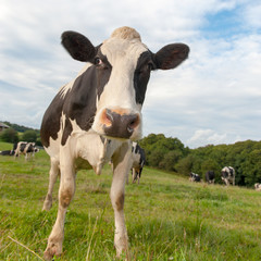 Fototapeta na wymiar Cow herd in meadow