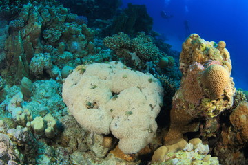 Marine Life in the Red Sea