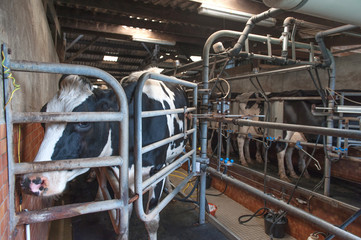 Cow milking at dairy farm