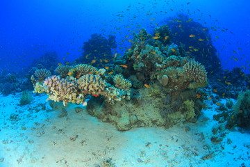Fototapeta premium Marine Life in the Red Sea