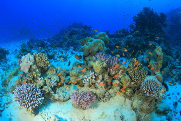 Marine Life in the Red Sea