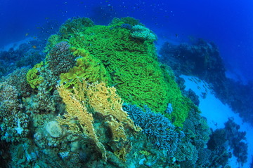 Marine Life in the Red Sea
