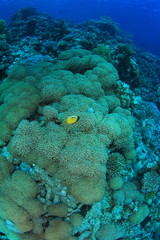 Marine Life in the Red Sea