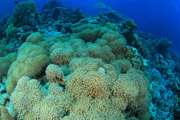 Naklejka na ściany i meble Marine Life in the Red Sea