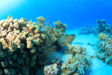 Fototapeta na wymiar Marine Life in the Red Sea