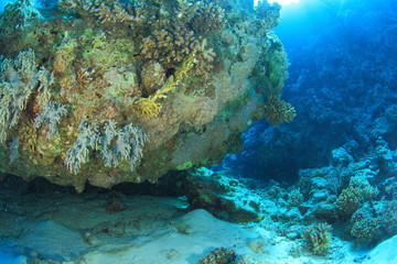 Obraz premium Marine Life in the Red Sea