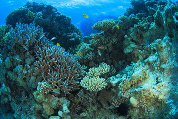 Obraz premium Marine Life in the Red Sea