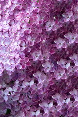 Fototapeta premium Background of the spring lilac flowers