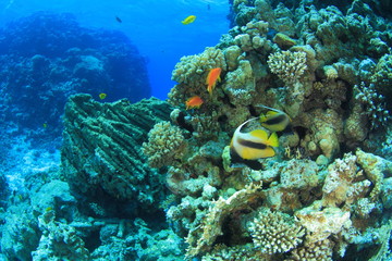 Obraz na płótnie Canvas Marine Life in the Red Sea