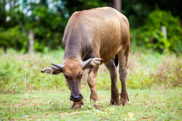 buffalo