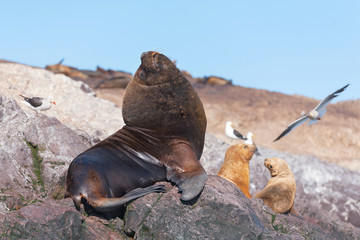 Sea lions, Puerto Deseado, Patagonia, Argentina