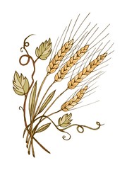 Wheat hand drawn