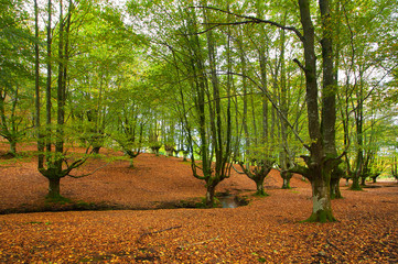 stream through the trees in a beech forest in autumn