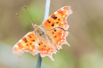 Brown and orange butterfly, close up