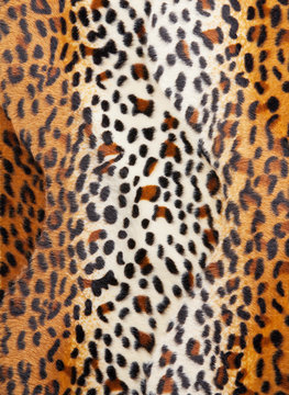 Cheetah skin Pattern texture