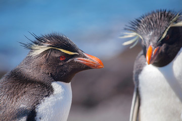 Naklejka premium Rockhopper penguin, Puerto Deseado, Patagonia, Argentina