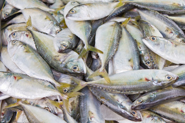 Fresh fish in the market