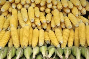 Fresh corns at market