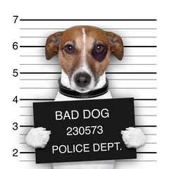 Stickers pour porte Chien fou mugshot dog