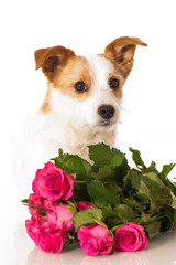 Hund mit Rosen - Dog with roses