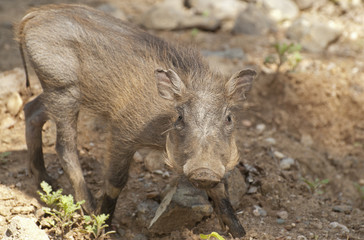 Warthog