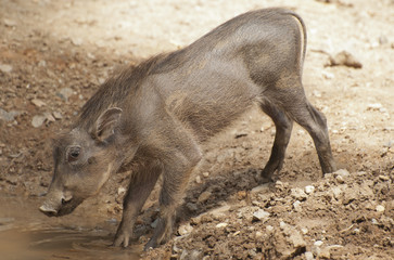 Warthog