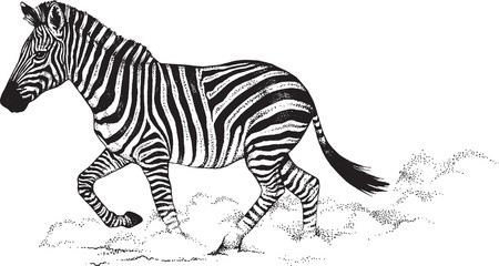 Fototapeta na wymiar Black and white vector drawing of a Zebra running