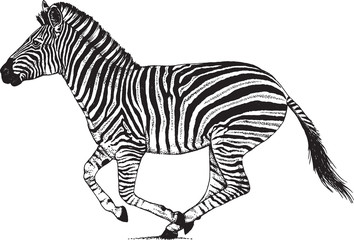 Fototapeta na wymiar Black and white vector drawing of a Zebra running