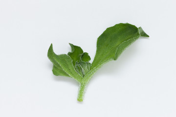 アイスプラント