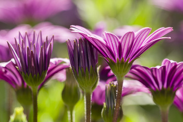 Purple daisy flowers